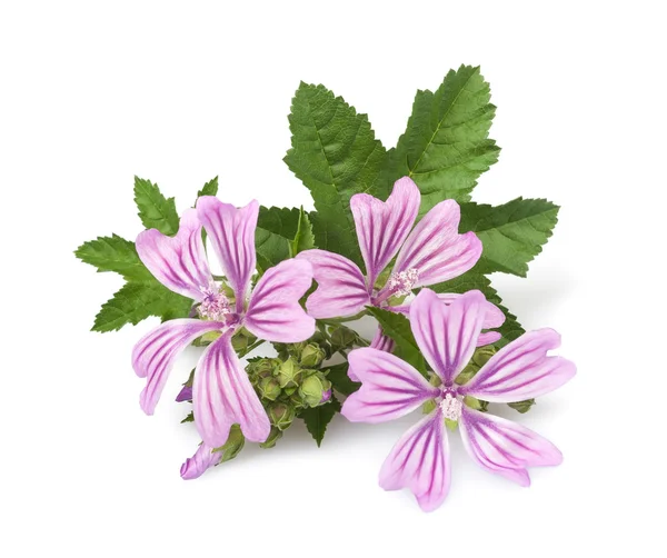 Flores de malva — Fotografia de Stock