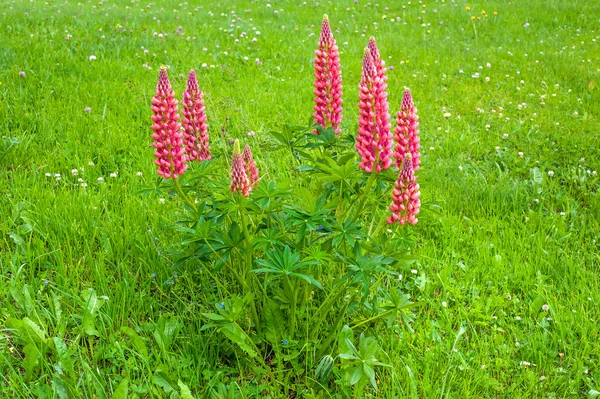 Lupini — Foto Stock