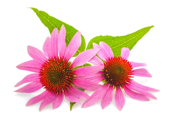 Coneflower