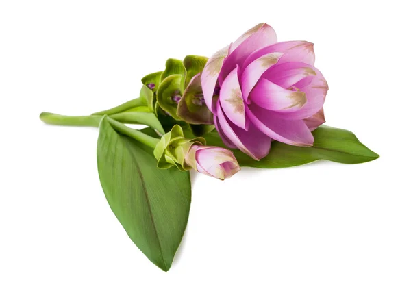 CURCUMA ALISMATIFOLIA — Stock Photo, Image