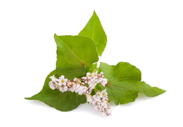 Buckwheat flowers — Stock Photo, Image