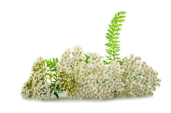 yarrow