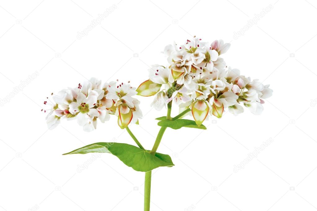 Buckwheat flowers