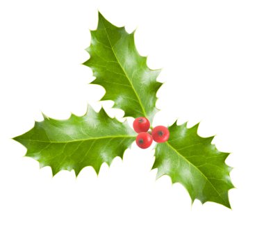 holly branch with berries clipart