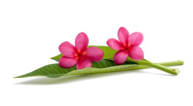 Frangipani