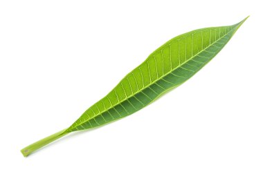 Frangipani yaprak