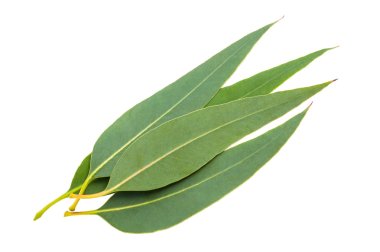 eucalyptus leaves clipart