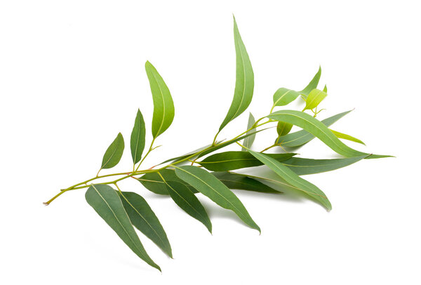 eucalyptus branch