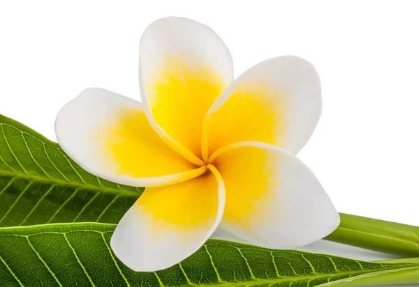 Frangipani — Zdjęcie stockowe