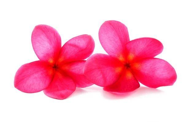 Red Frangipani — Stock Photo, Image