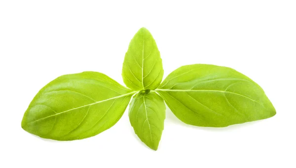 Basil — Stock Photo, Image