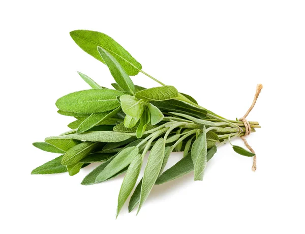 Sage bunch — Stock Photo, Image