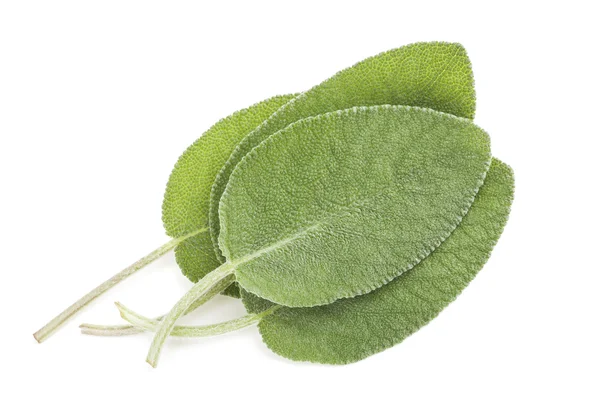 Sage leaves — Stock Photo, Image