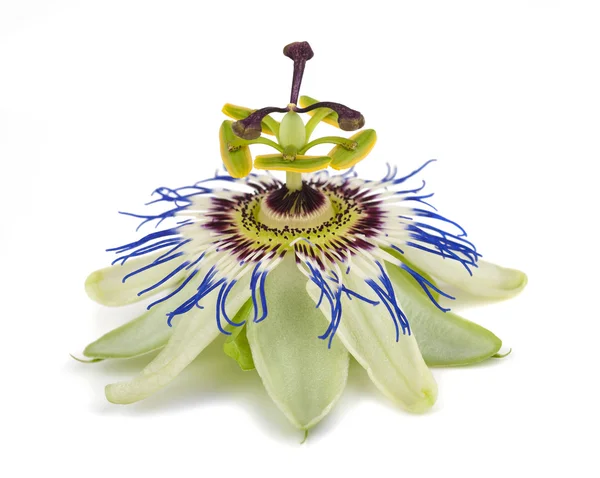 Passivflora — Stockfoto