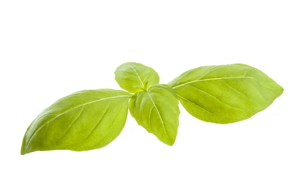 Basil — Stock Photo, Image