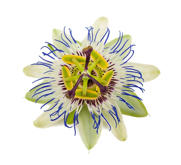 Passiflora — Stock Photo, Image