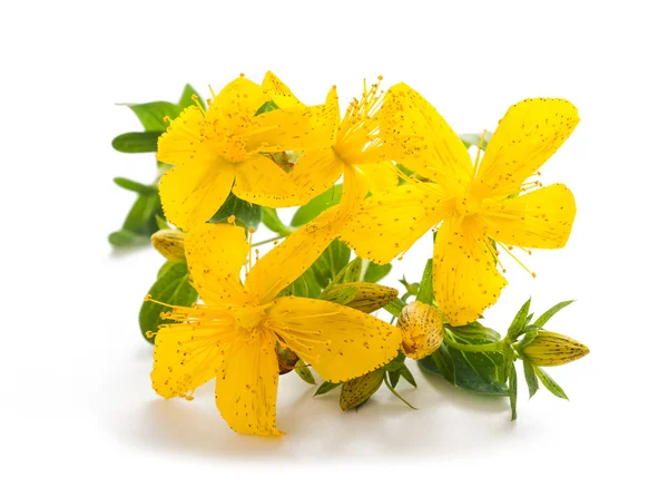 St. John's wort — Stock Photo, Image