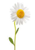 White daisy