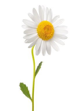 White daisy clipart