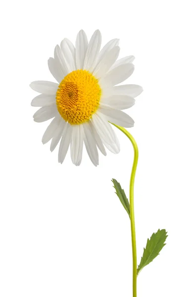 Witte margriet — Stockfoto