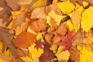 Kurutulmuş Yapraklar