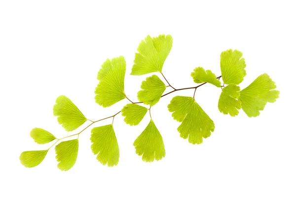 Maidenhair — Stock Photo, Image