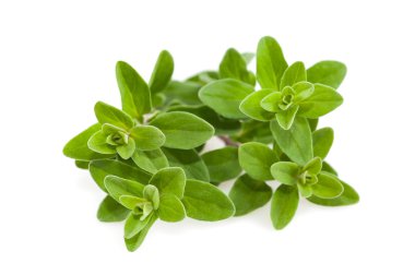 Marjoram.