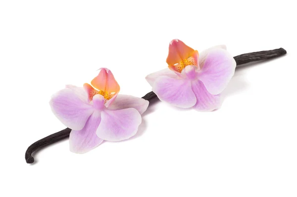 Orchidée et vanille — Photo