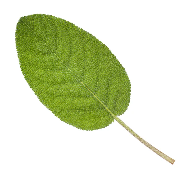 Sage leaf — Stock Photo, Image