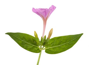 Mirabilis Jalapa