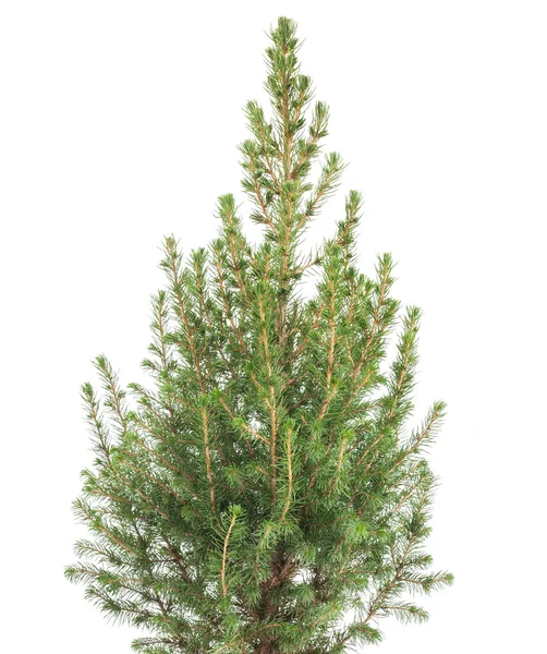 Picea. — Foto de Stock