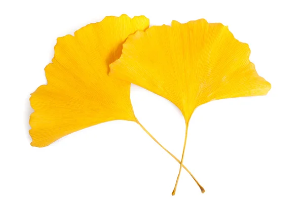 Feuille de Ginkgo — Photo