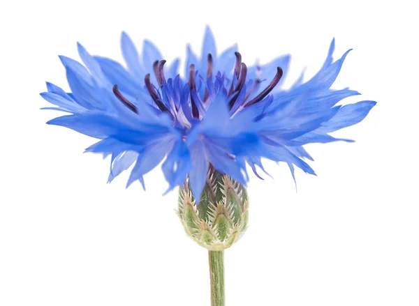 Cornflower — Stock Photo, Image