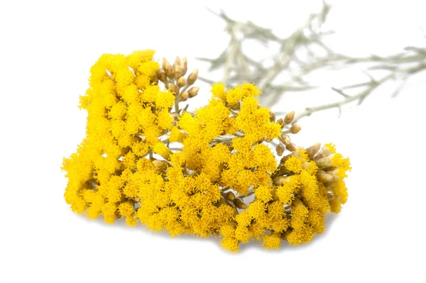 Helychrysum — Stock Photo, Image