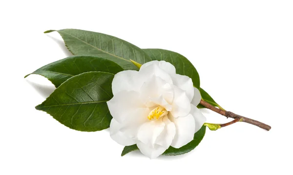 Camellia japonica — Stok fotoğraf