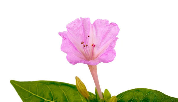 紫茉莉 — 图库照片