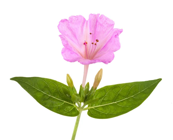 Mirabilis jalapa — Stock fotografie