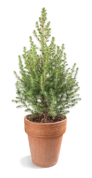 Picea — Stock Image Picea Royalty Free Stock Images