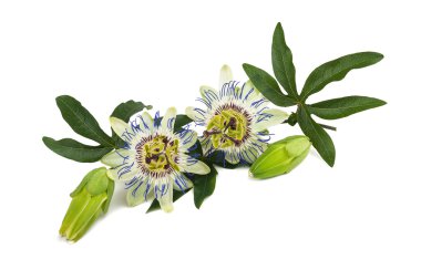 Passiflora clipart