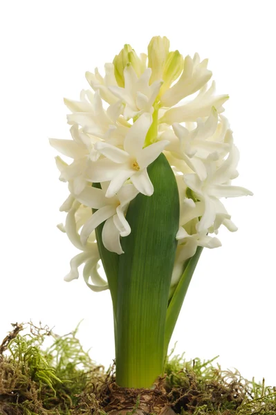 White hyacinth — Stock Photo, Image