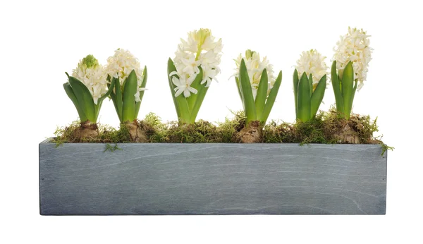 Hyacint — Stock fotografie
