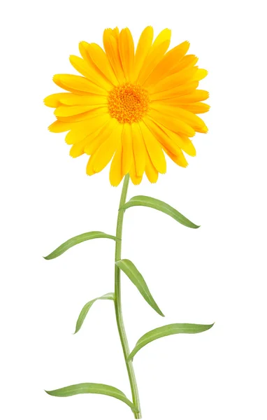 Marigold — Stock Photo, Image