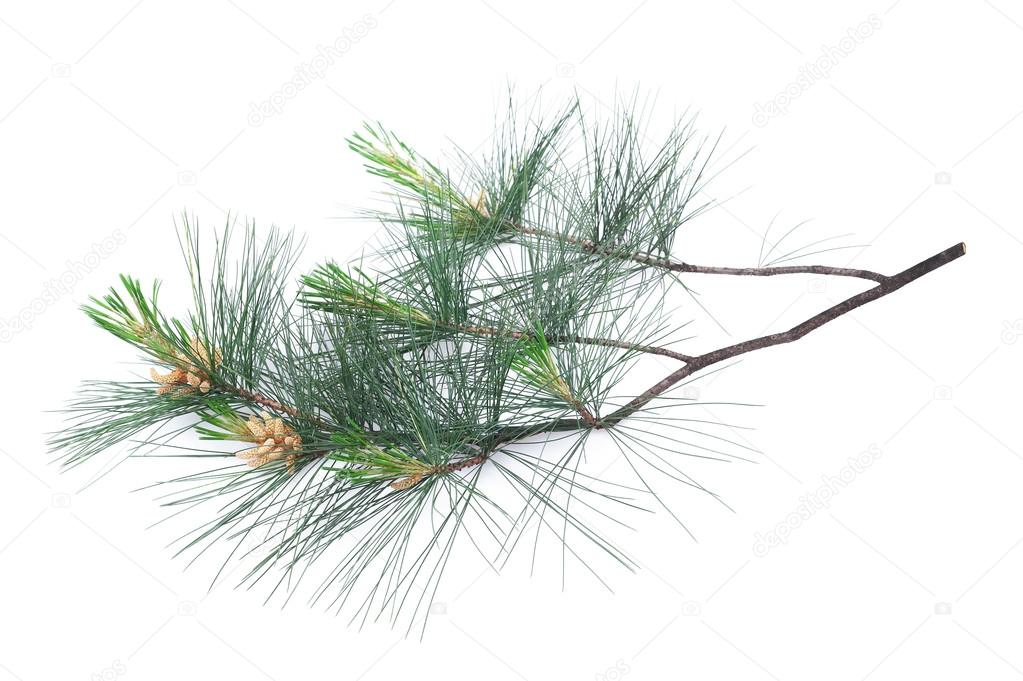 Arolla pine