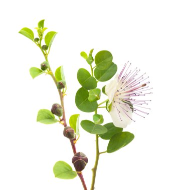 kapari