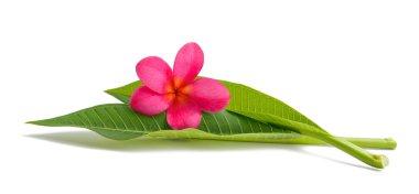 Plumeria