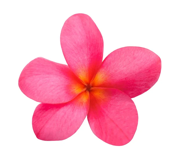 Frangipani — Stockfoto