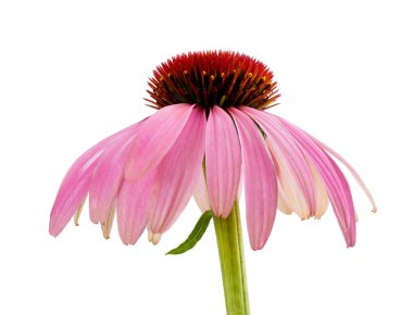 Coneflower