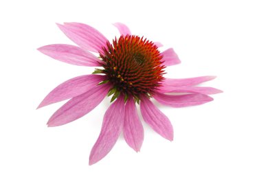 Coneflower