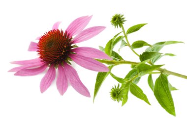 Coneflower