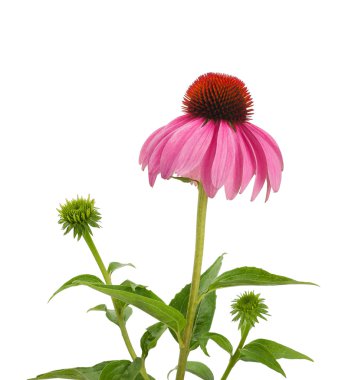 mor coneflowers